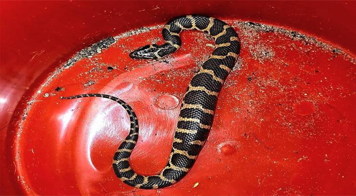 শ্রীমঙ্গলে বিরল প্রজাতির সাইবোল্ড'স ওয়াটার স্নেক উদ্ধার - Chief TV
