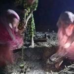 এলাকা ছাড়তে হলো মুক্তিযোদ্ধা মানিক পশারীর বোনকে - Chief TV