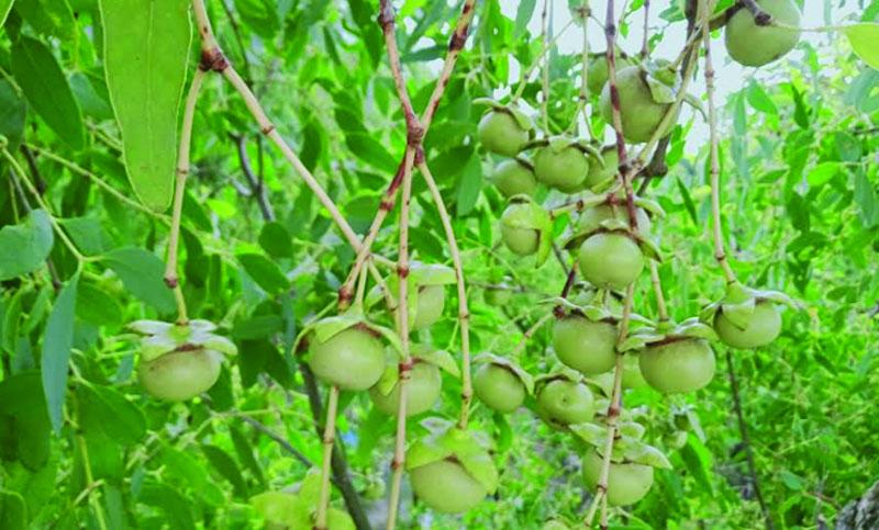 সুন্দরবনের কেওড়া ফলে উপকূলীয় অর্থনীতির নতুন সম্ভাবনা - Chief TV