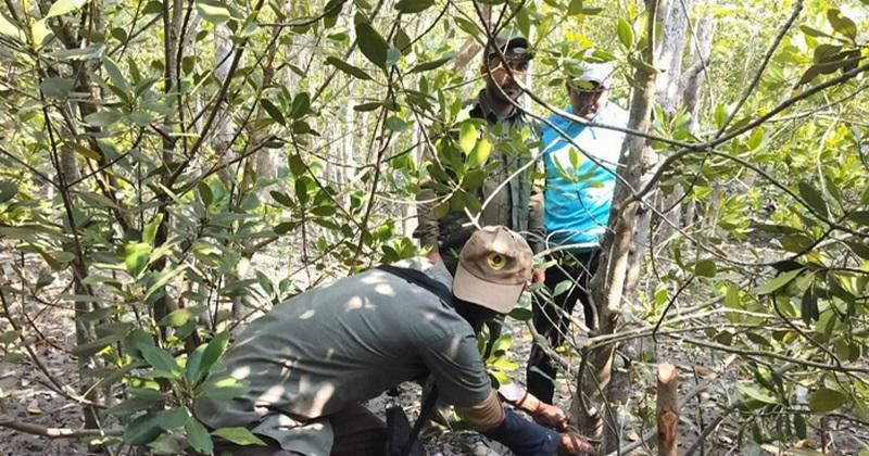 সুন্দরবনে হরিণ শিকার ও বিষ দিয়ে মাছ ধরা কমেছে - Chief TV