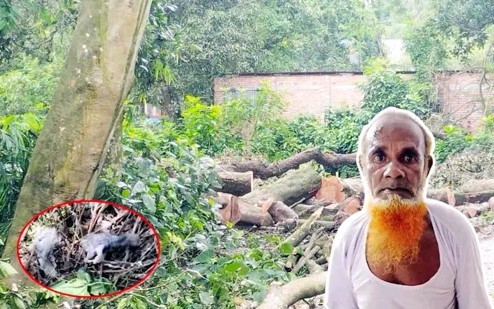 শেরপুরে পরিযায়ী পাখির বাসা-ডিম ধ্বংস, গ্রেপ্তার আজাহার - Chief TV