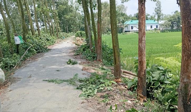 ধুনটে সরকারি রাস্তার গাছ বিক্রি, ৭৫ হাজার টাকা আত্মসাতের অভিযোগ - Chief TV