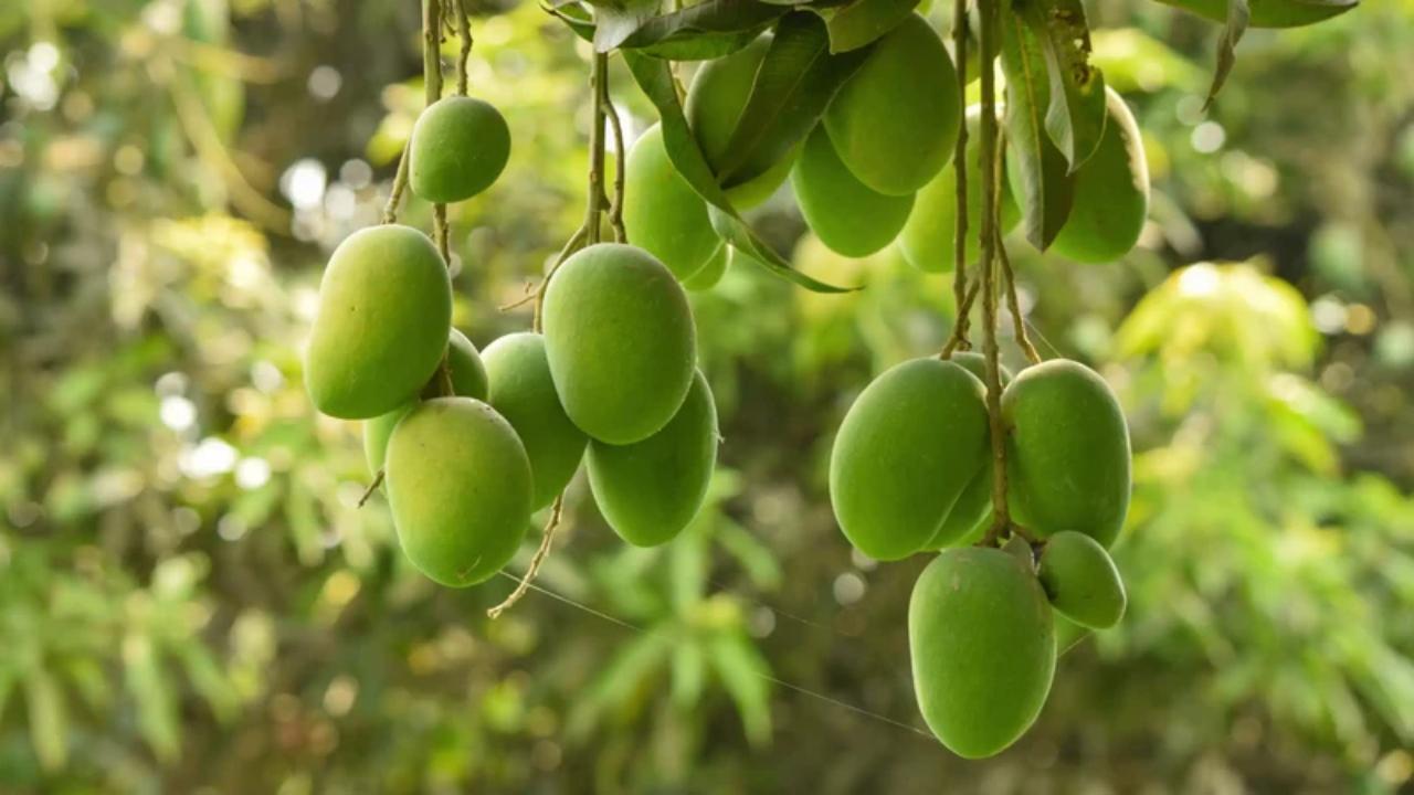 খুলনায় বিষাক্ত আম খেয়ে নারীর মৃত্যু, হাসপাতালে ৪ - Chief TV