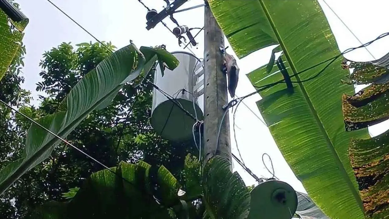 মাগুরায় ট্রান্সফরমার চুরি করতে গিয়ে বিদ্যুৎস্পৃষ্টে চোর আহত - Chief TV