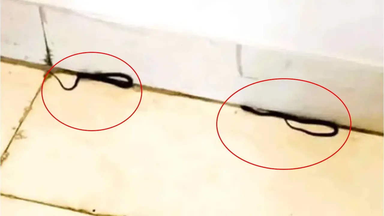 সচিবালয়ে শিক্ষা মন্ত্রণালয়ের করিডোরে তিন সাপ - Chief TV