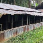 কাগজে ১১০ শিক্ষার্থী, বাস্তবে নেই একজনও, শ্রেণিকক্ষে ঘুরে বেড়াচ্ছে ছাগল! - Chief TV