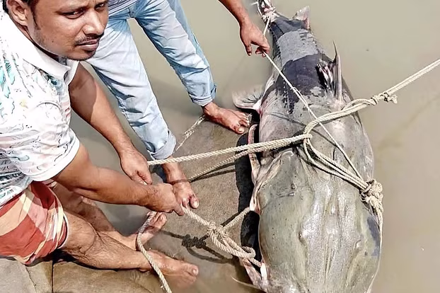 ব্রহ্মপুত্রে জেলের জালে ৯০ কেজির বাগাড়, ১ লাখ ৩৫ হাজারে বিক্রি - Chief TV