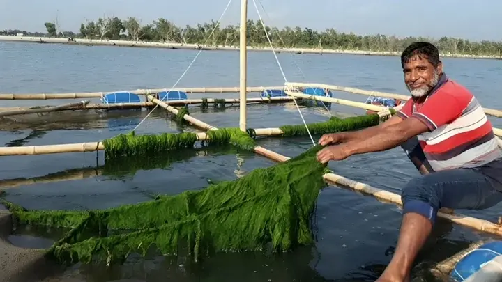 সুনীল অর্থনীতিতে সম্ভাবনাময় সম্পদ সামুদ্রিক শৈবাল - Chief TV