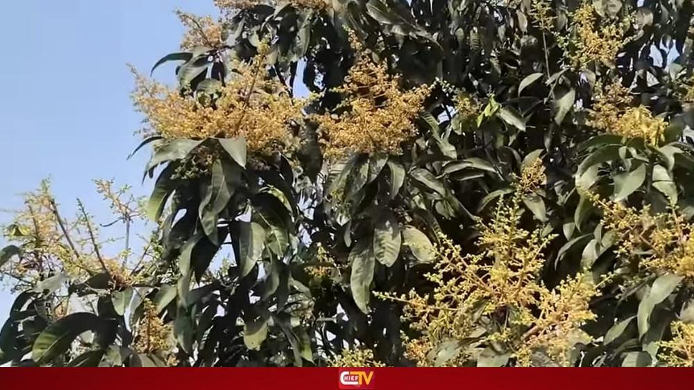 শীত শেষ না হতেই ঠাকুরগাঁওয়ে আমগাছে আগাম মুকুল - Chief TV