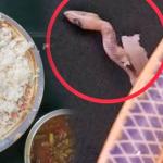 নজরুল বিশ্ববিদ্যালয়ে ভাতের থালায় মিলল সিদ্ধ টিকটিকি - Chief TV
