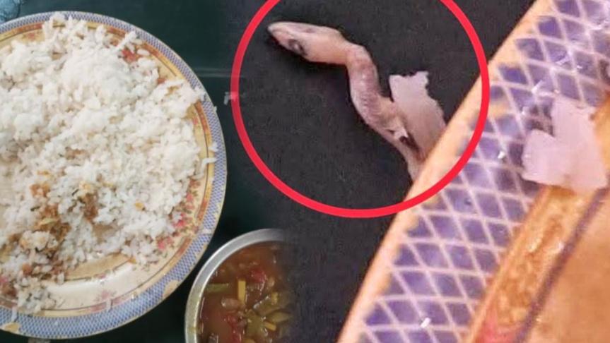 নজরুল বিশ্ববিদ্যালয়ে ভাতের থালায় মিলল সিদ্ধ টিকটিকি - Chief TV