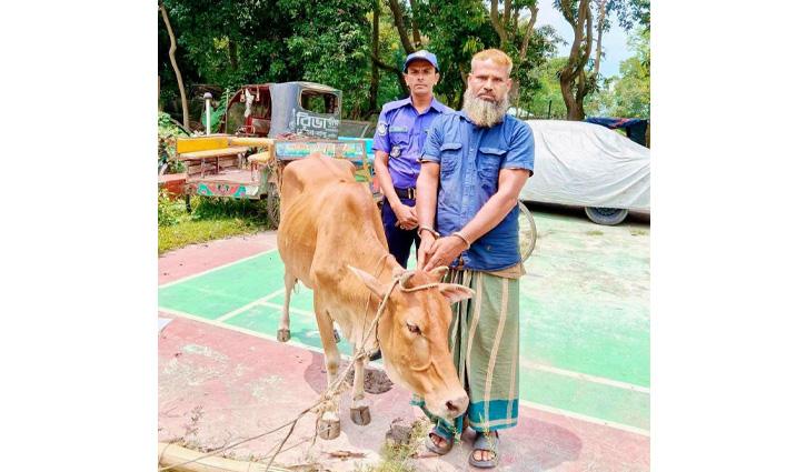 চোরাই গরু নিয়ে পালানোর সময় নওগাঁয় গ্রেপ্তার - Chief TV