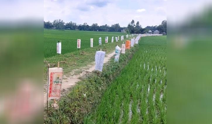 কাজীপুরে দুই হাজারের বেশি গাছ, পরিচর্যার আহ্বান - Chief TV