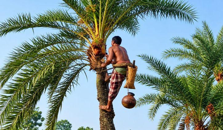 শীতের আগমনী বার্তা, খেজুর গাছ প্রস্তুত করছেন গাছিরা - Chief TV